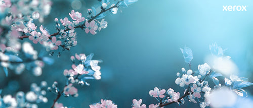 Xerox 006R04821 Genuine Magenta Toner Cartridge for C320/C325 Printers - 1800 Pages