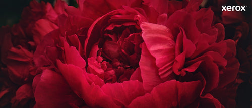 Xerox 006R04680 Yellow Toner Cartridge - 2000 Page Yield for C410/C415 Printers